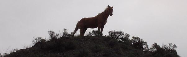  Horse over-looking the Fraser River. 