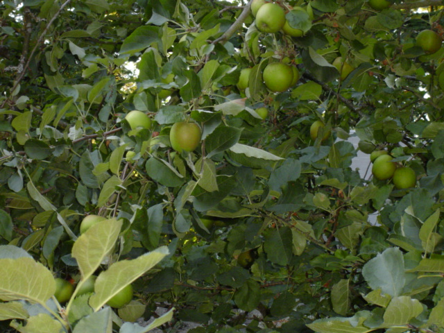 Apple tree heavy-burdened with fruit